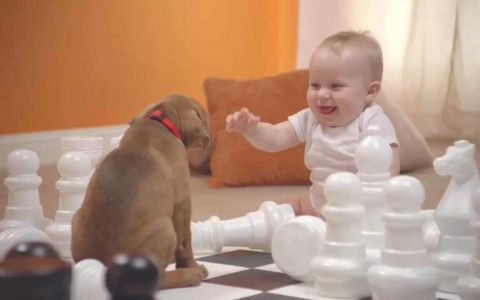 萌嗒嗒！狗狗 vs BB 可爱的广告的集合。（代理 OKRP）