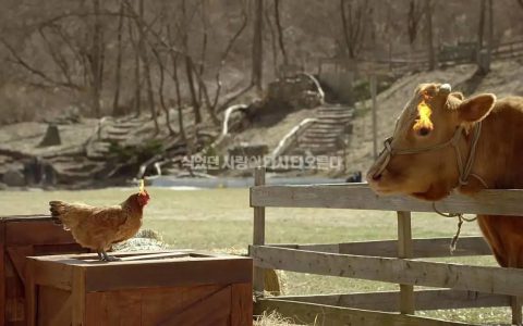 在韩国的一个农场里一只牛和一只鸡相恋了